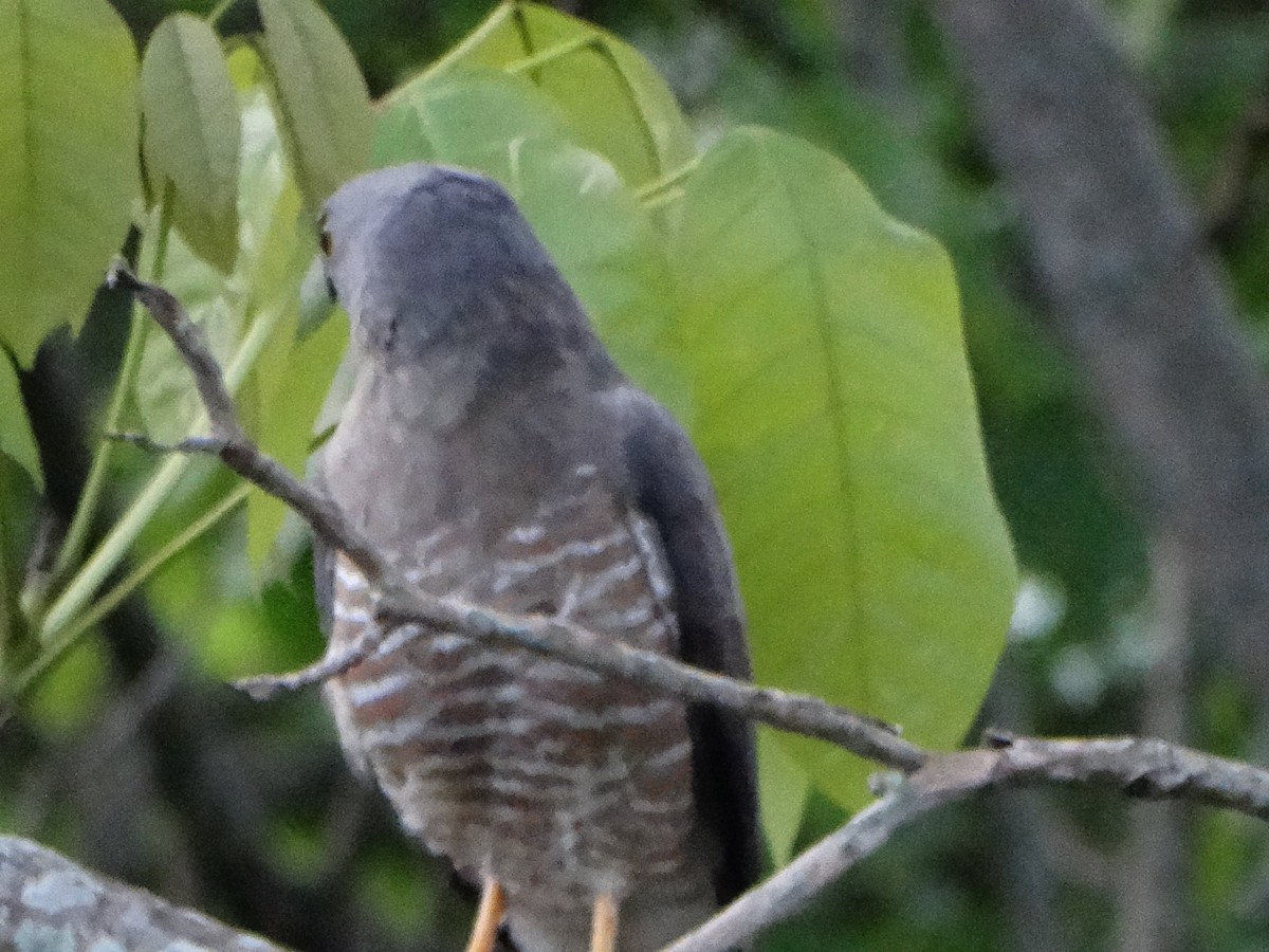 Yol Şahini - ML645296467