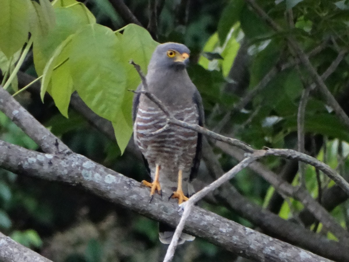 Yol Şahini - ML645296468