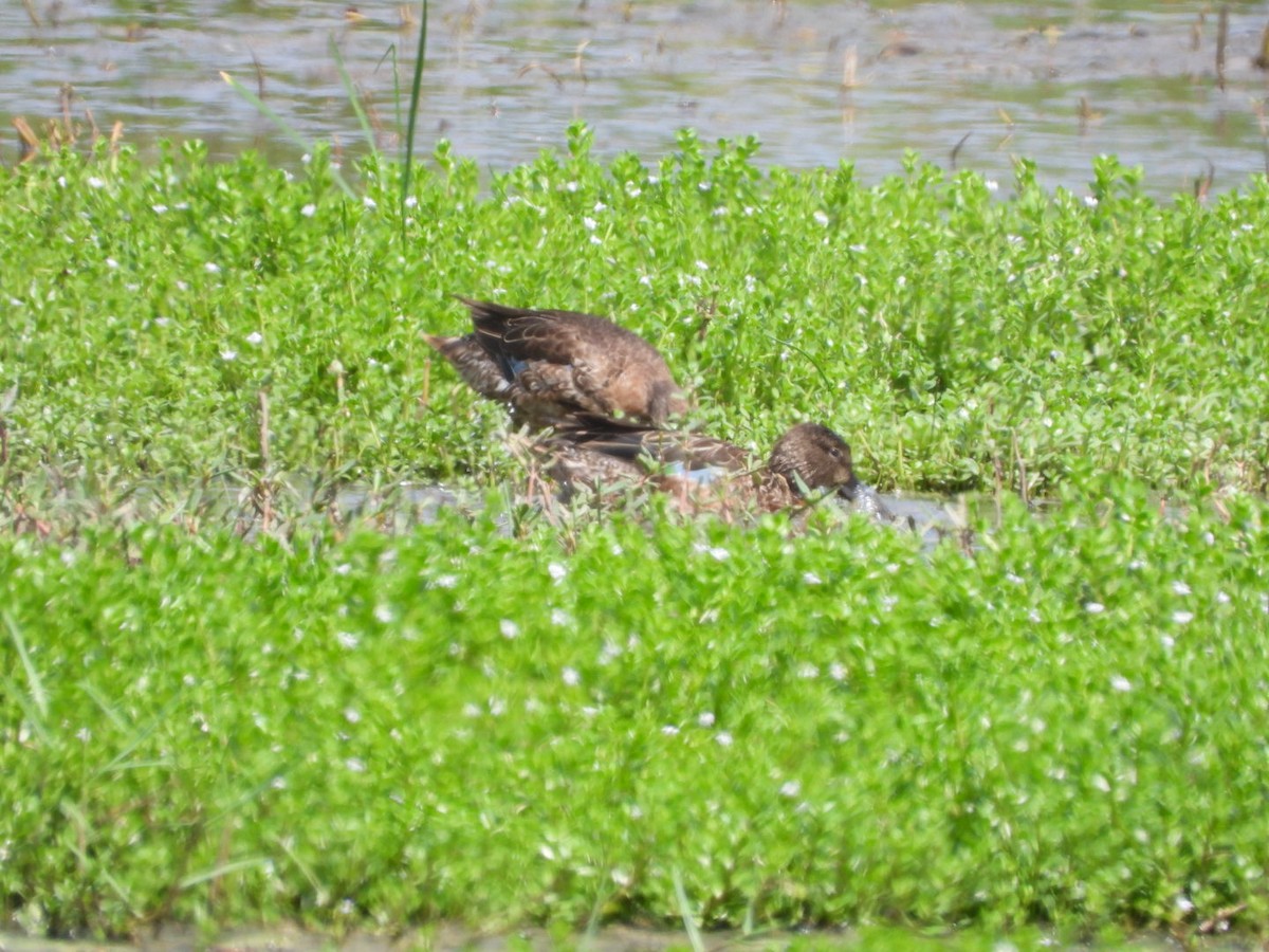 Blue-winged Teal - ML645296477