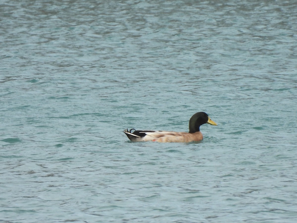 Mallard (Domestic type) - ML645296482