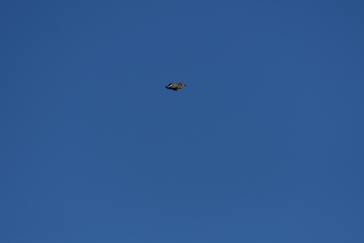 Red-bellied Woodpecker - ML645296483