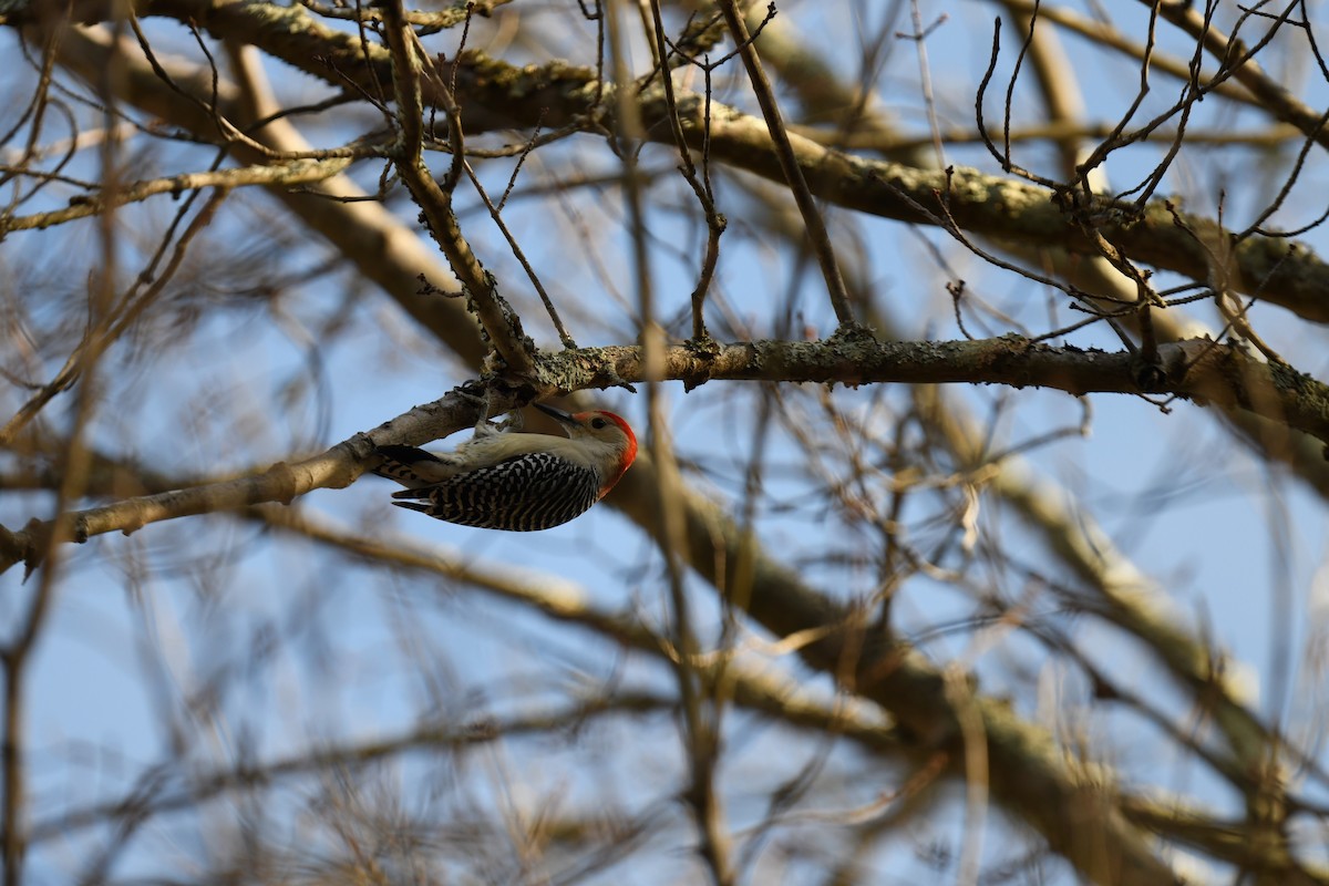 Red-bellied Woodpecker - ML645296486