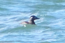 turpan kanadský - ML645296490