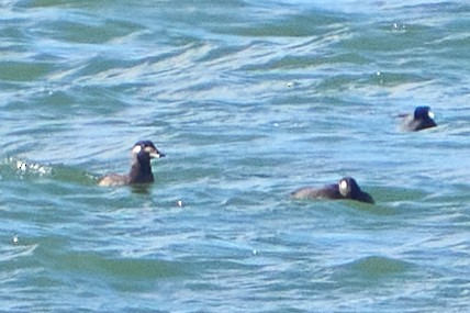 turpan kanadský - ML645296491