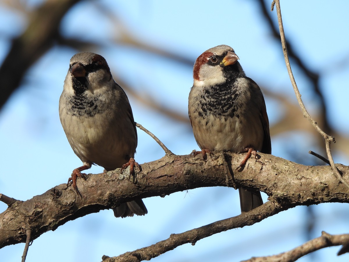 House Sparrow - ML645296494