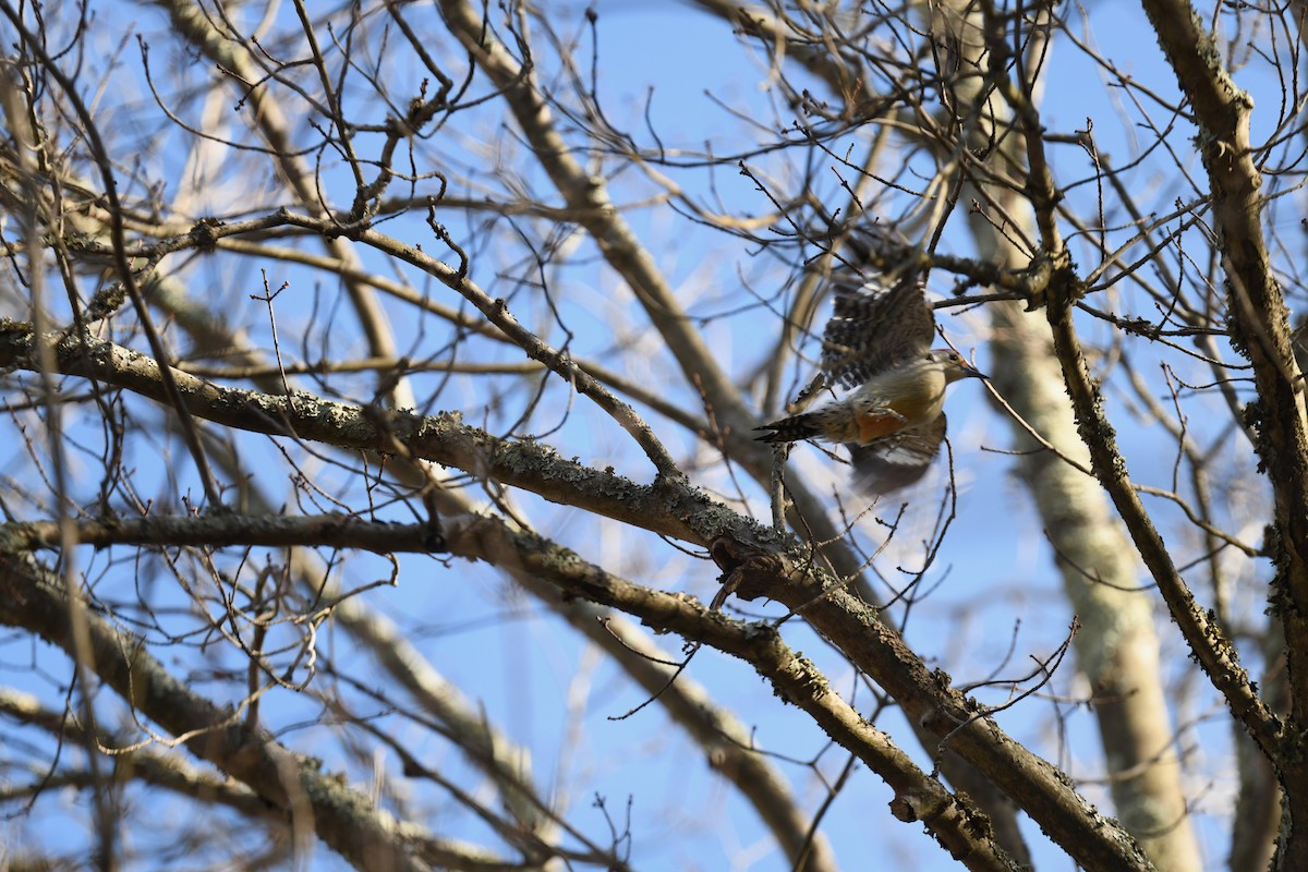 Red-bellied Woodpecker - ML645296496