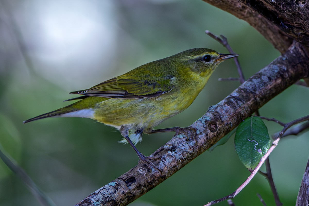 Червоїд світлобровий - ML645296497