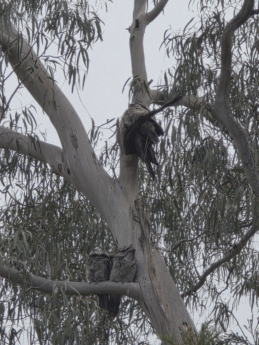 Tawny Frogmouth - ML645296503