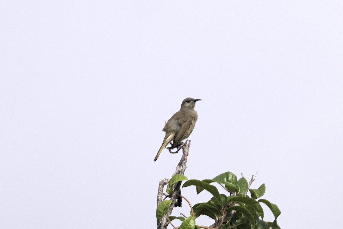 Gray-eared Honeyeater - ML645296504