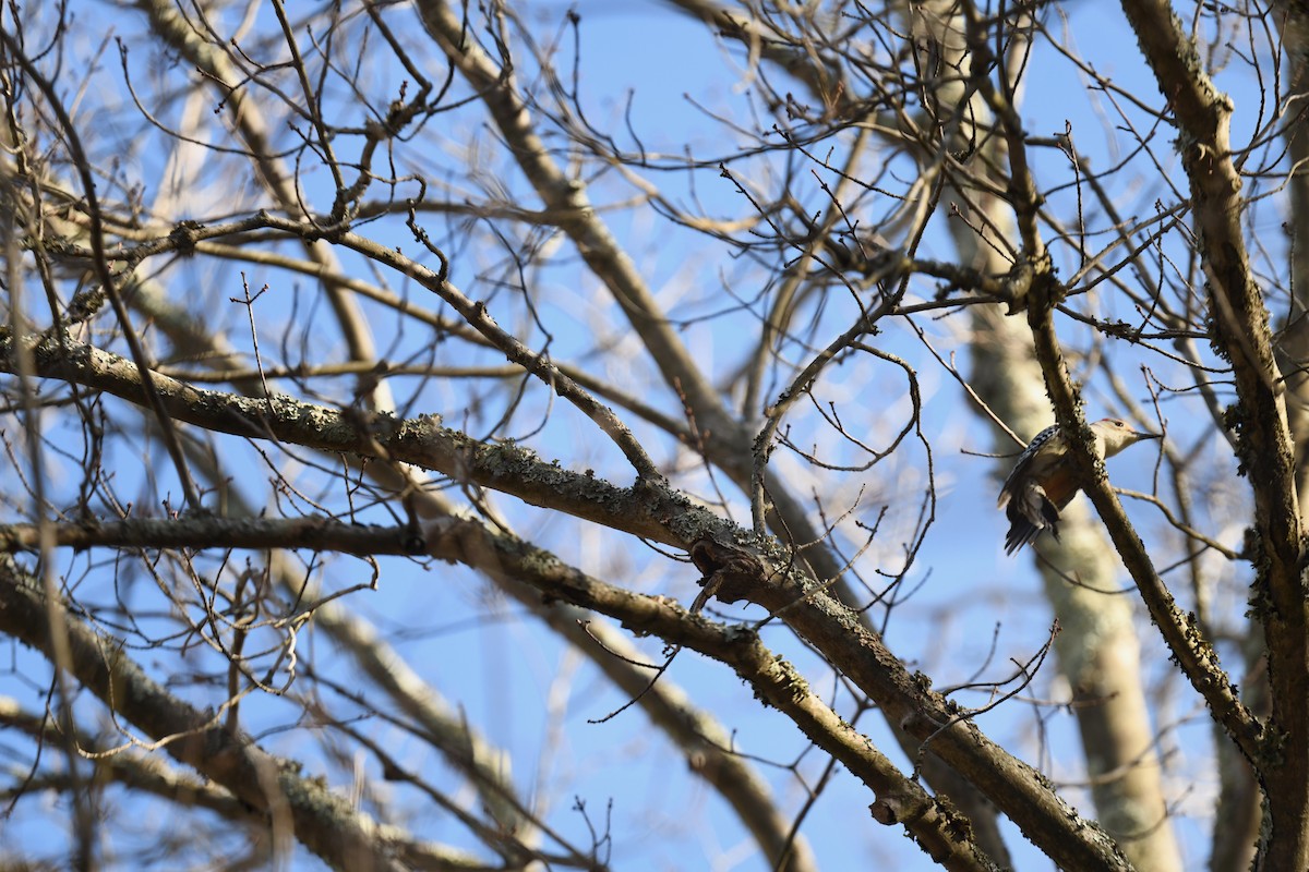Red-bellied Woodpecker - ML645296505
