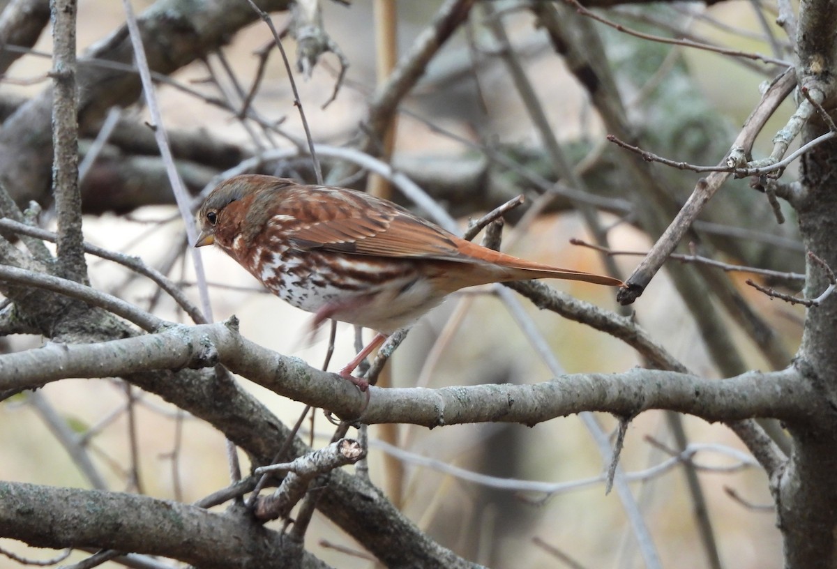 Fox Sparrow (Red) - ML645296507