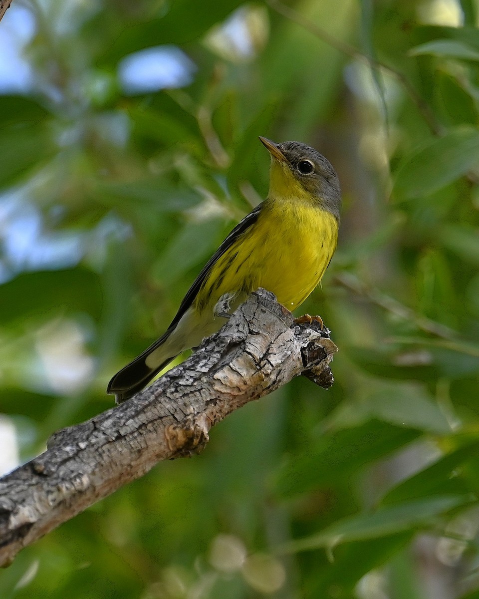 Magnolia Warbler - ML645296510