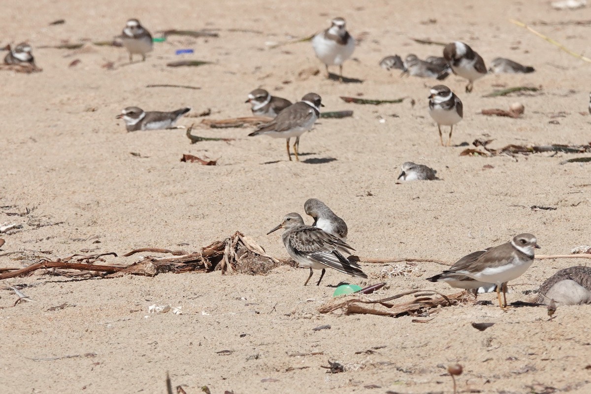 Бонапартов песочник - ML645296516