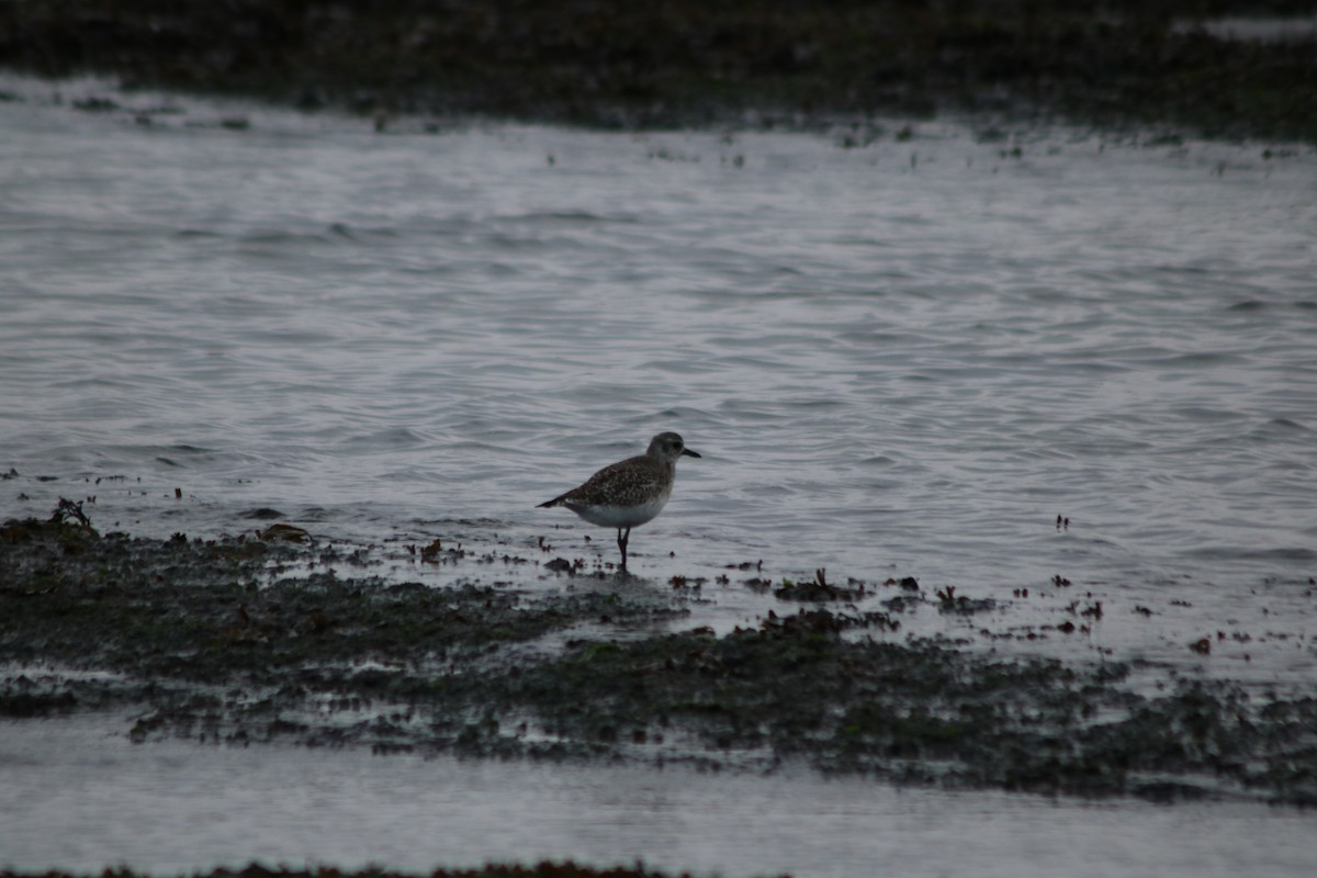 灰斑鴴 - ML645296519