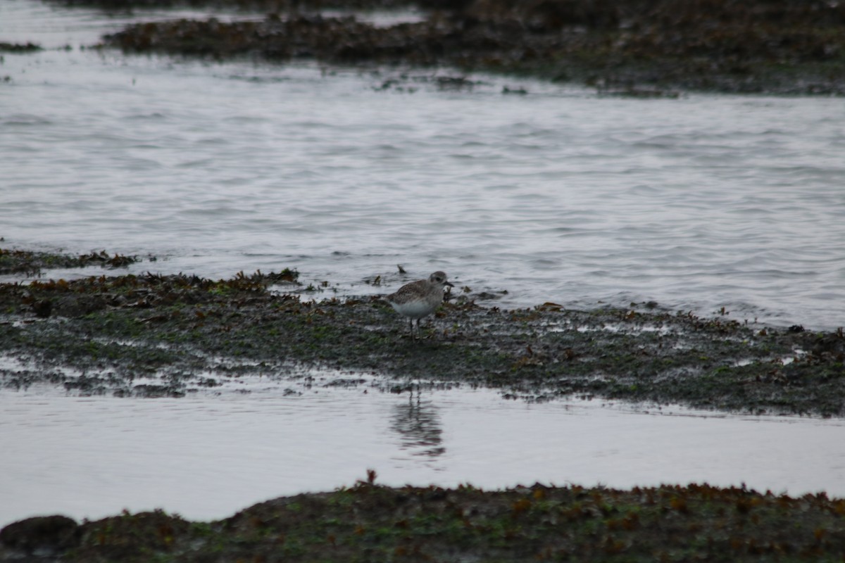 灰斑鴴 - ML645296520