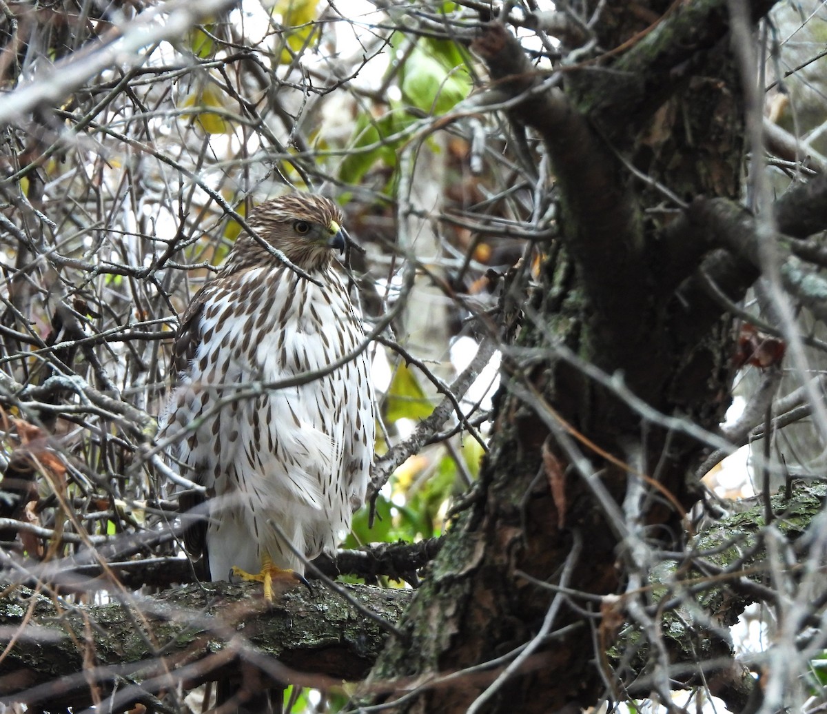 Cooper's Hawk - ML645296523