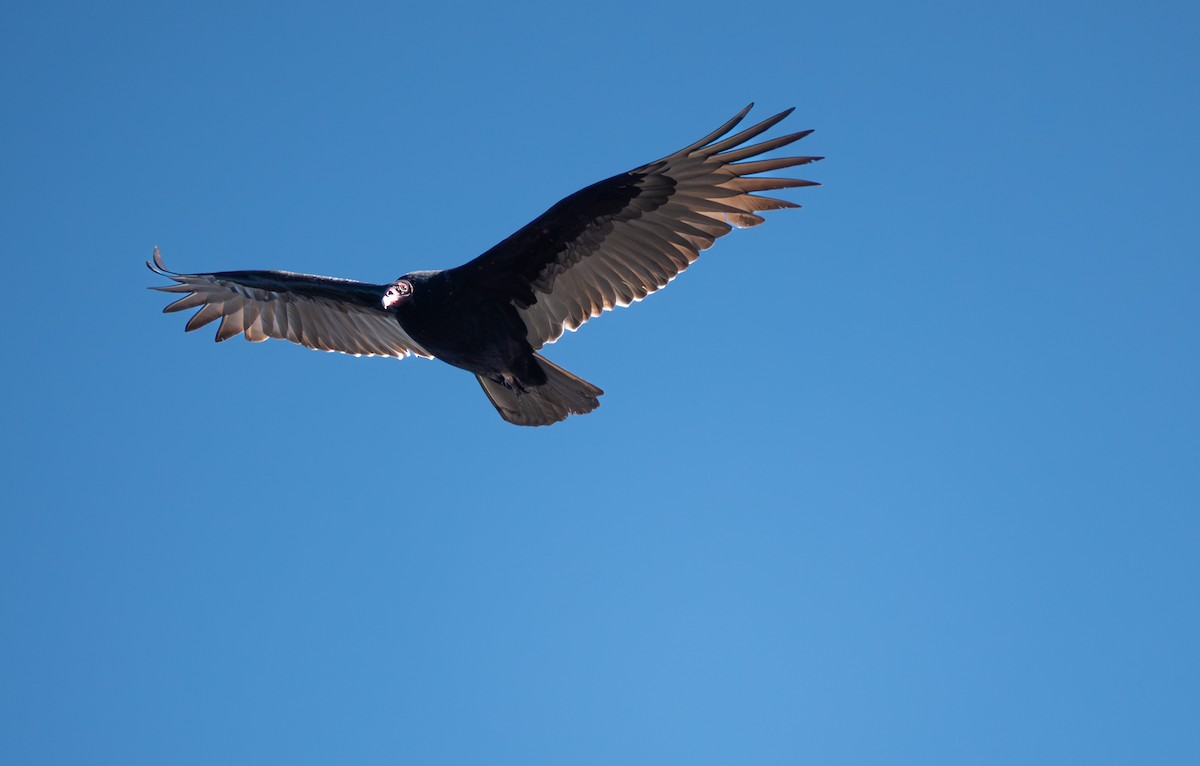 ヒメコンドル - ML645296524