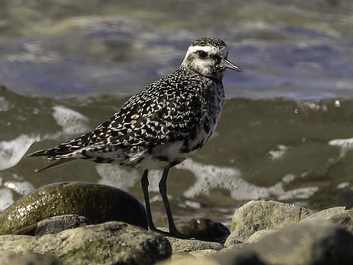 American Golden-Plover - ML645296525