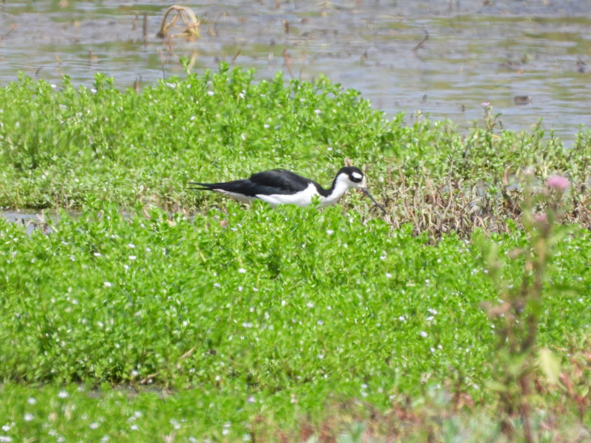 Black-necked Stilt - ML645296526
