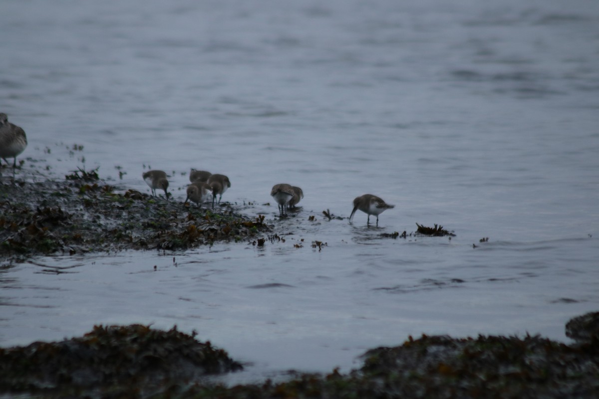 黑腹濱鷸 - ML645296527