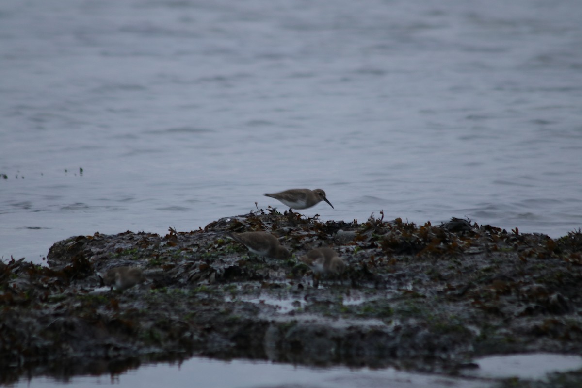 黑腹濱鷸 - ML645296528