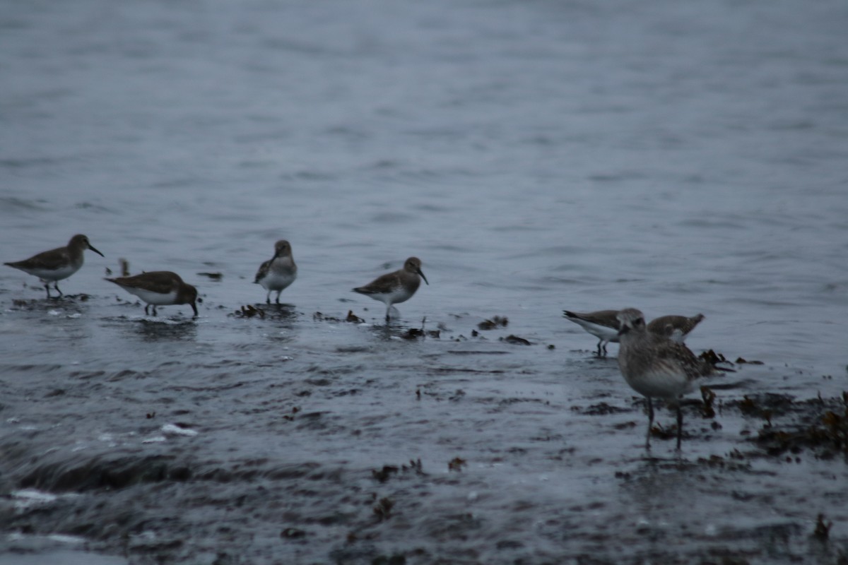 黑腹濱鷸 - ML645296529