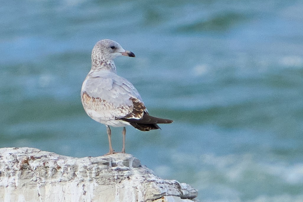 racek kroužkozobý - ML645296533