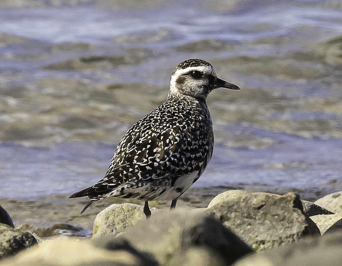 American Golden-Plover - ML645296535