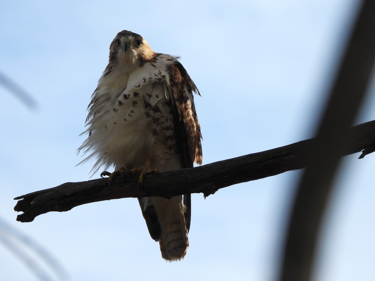 Red-tailed Hawk - ML645296536