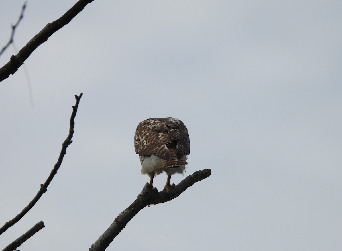 Red-tailed Hawk - ML645296551