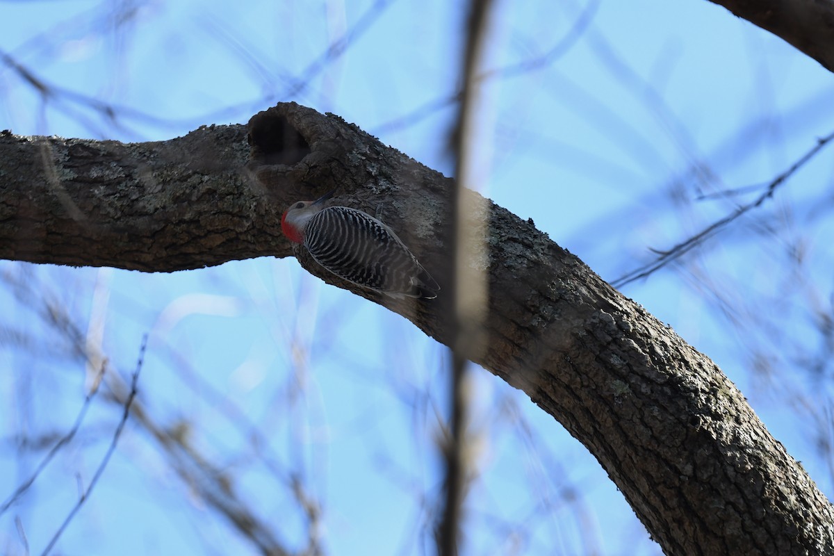 Red-bellied Woodpecker - ML645296556