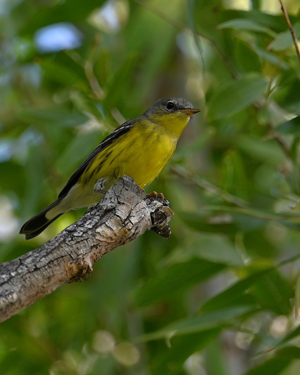 Magnolia Warbler - ML645296568