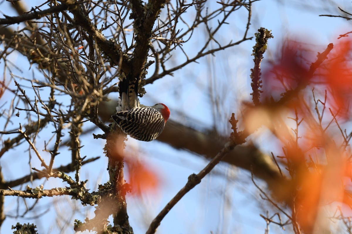 Red-bellied Woodpecker - ML645296588