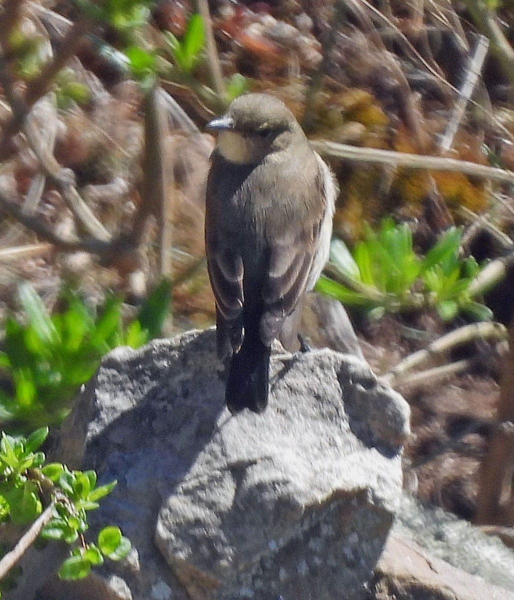 Spot-billed Ground-Tyrant - ML645296601