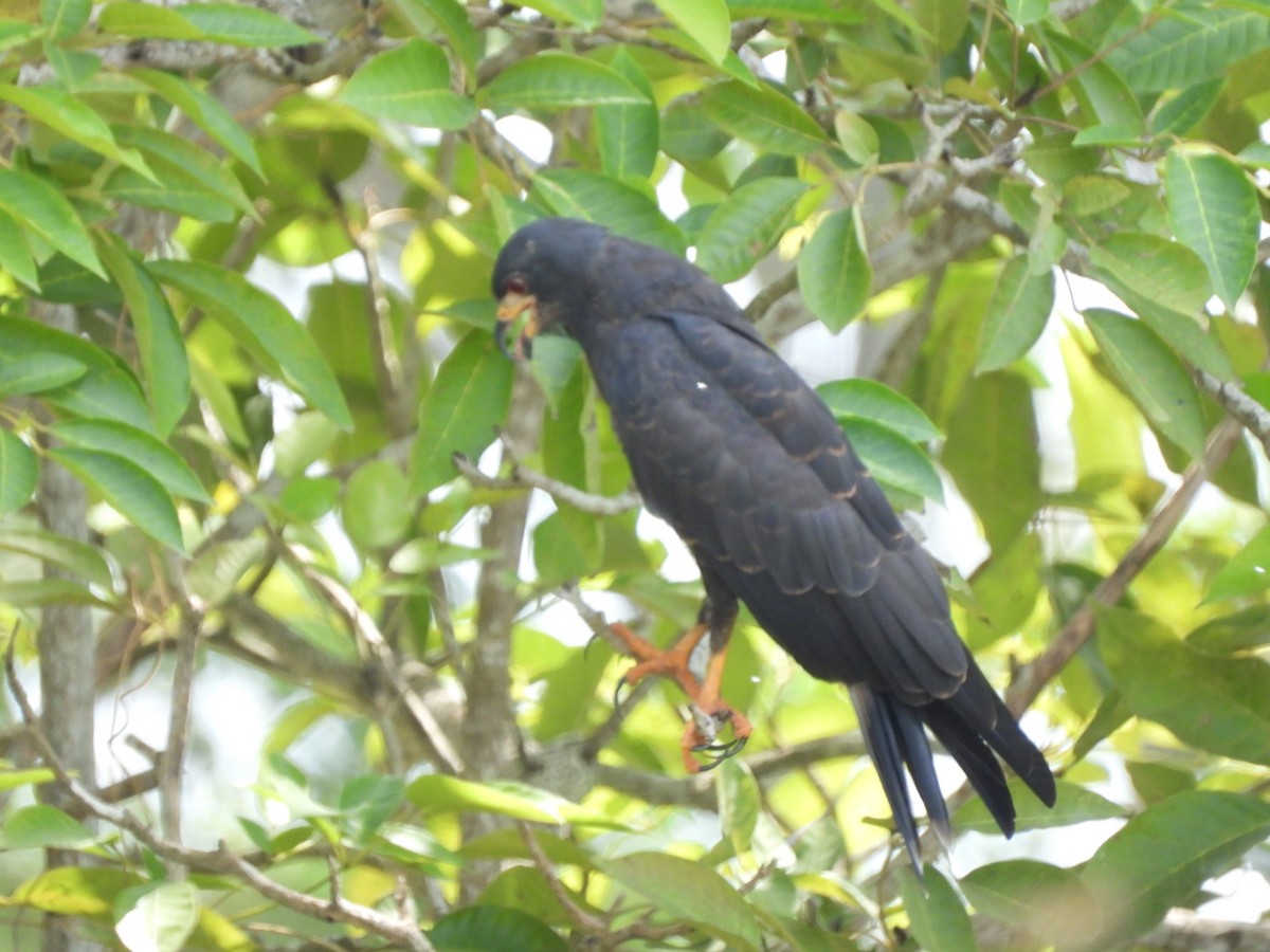 Snail Kite - ML645296603