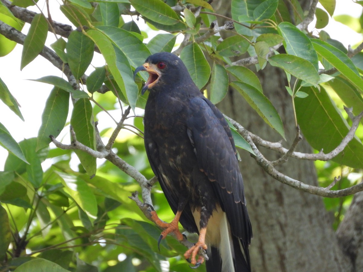 Snail Kite - ML645296604