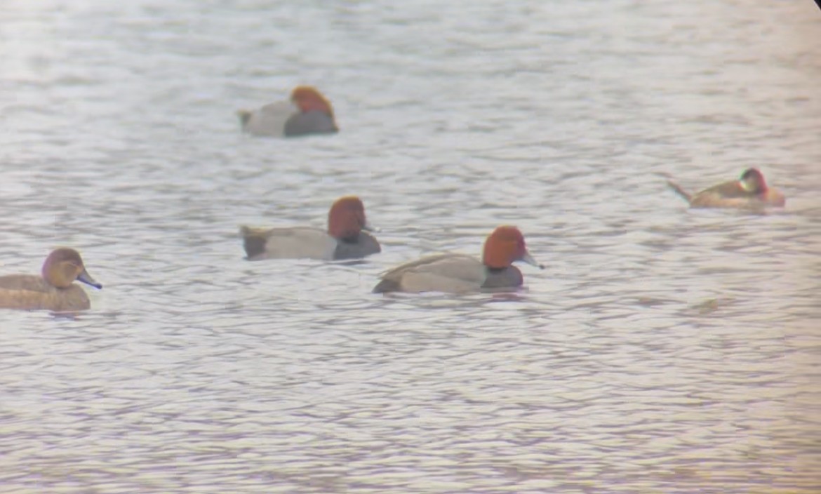 Redhead - ML645296605