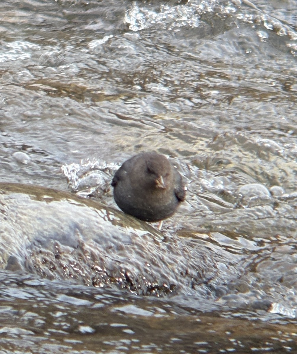 Ur-zozo iparramerikarra - ML645296615