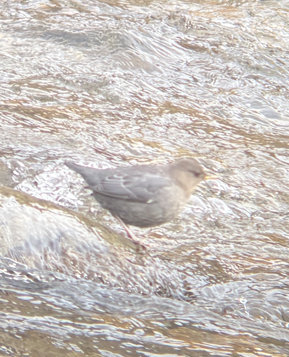 Ur-zozo iparramerikarra - ML645296616