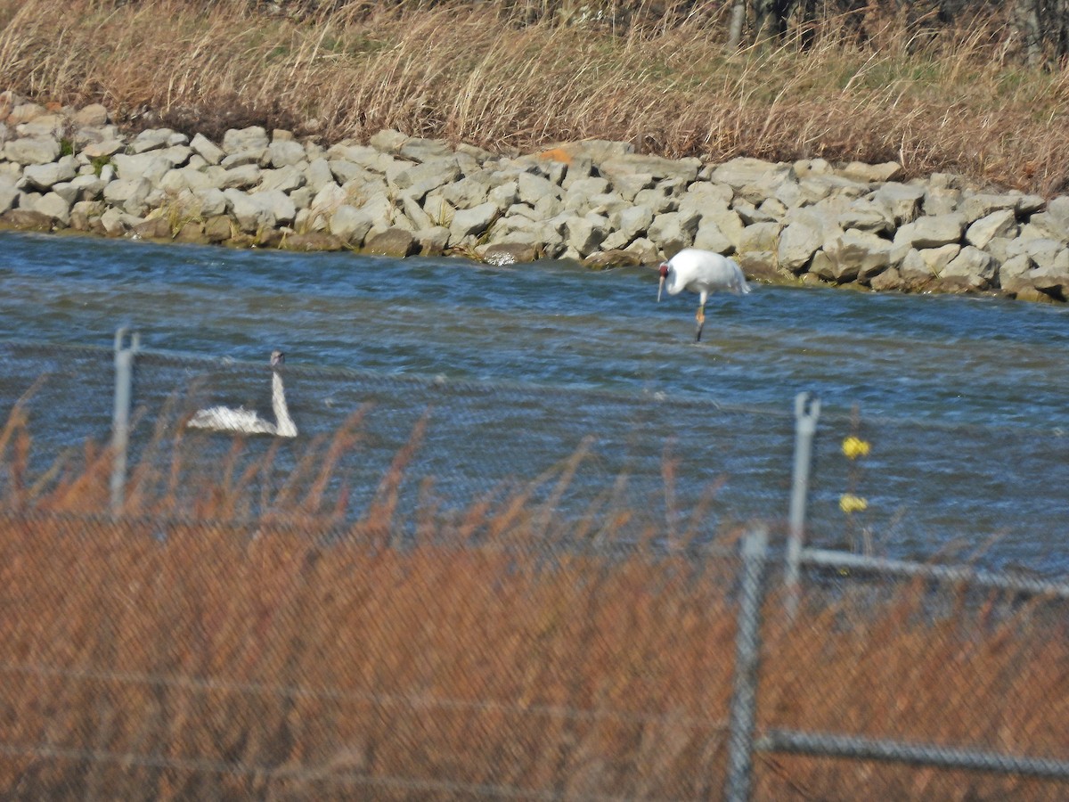 Whooping Crane - ML645296623