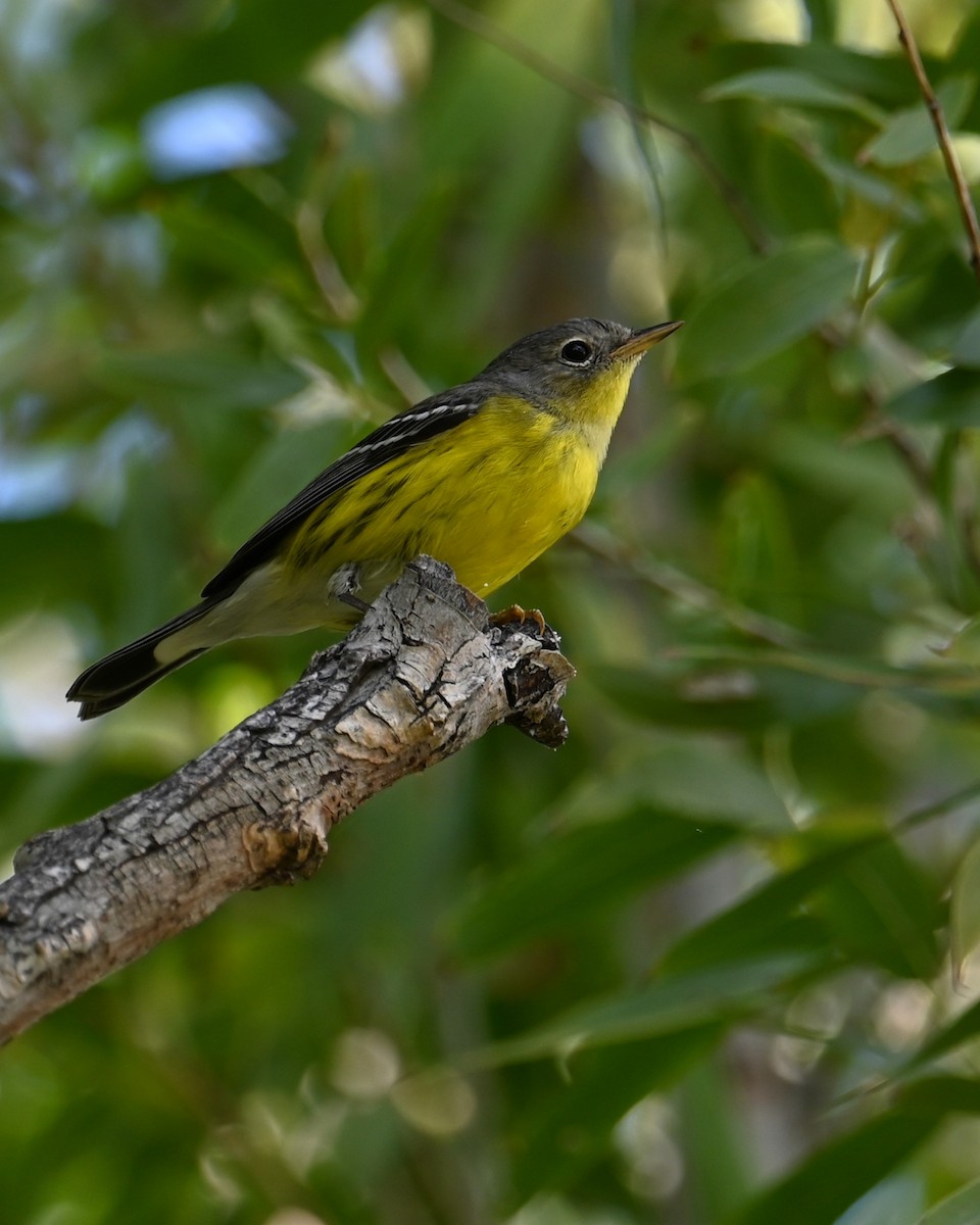 Magnolia Warbler - ML645296630
