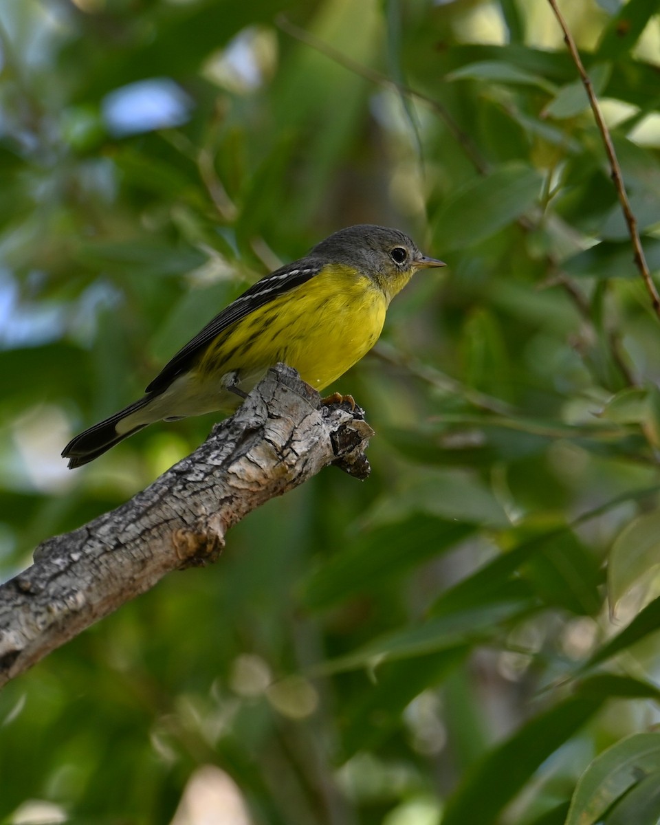 Magnolia Warbler - ML645296631