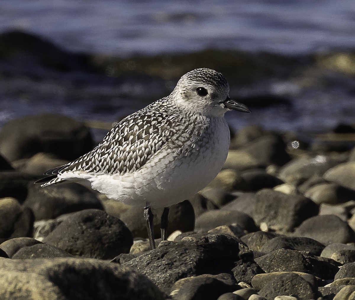 Black-bellied Plover - ML645296634