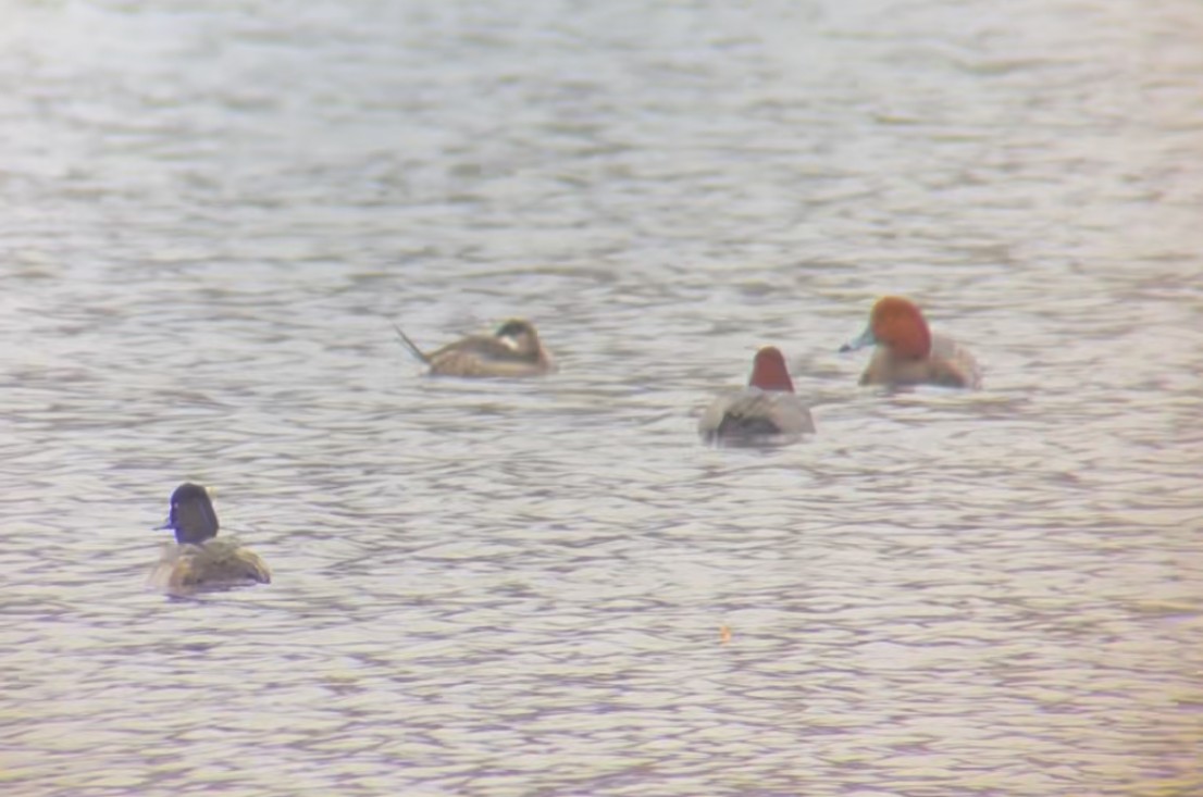 kobberand - ML645296636