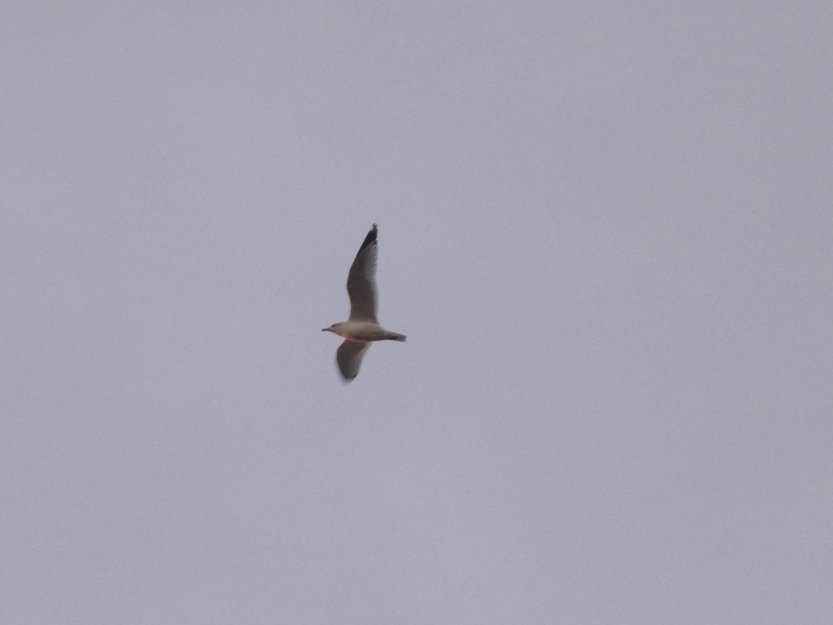 Ring-billed Gull - ML645296638