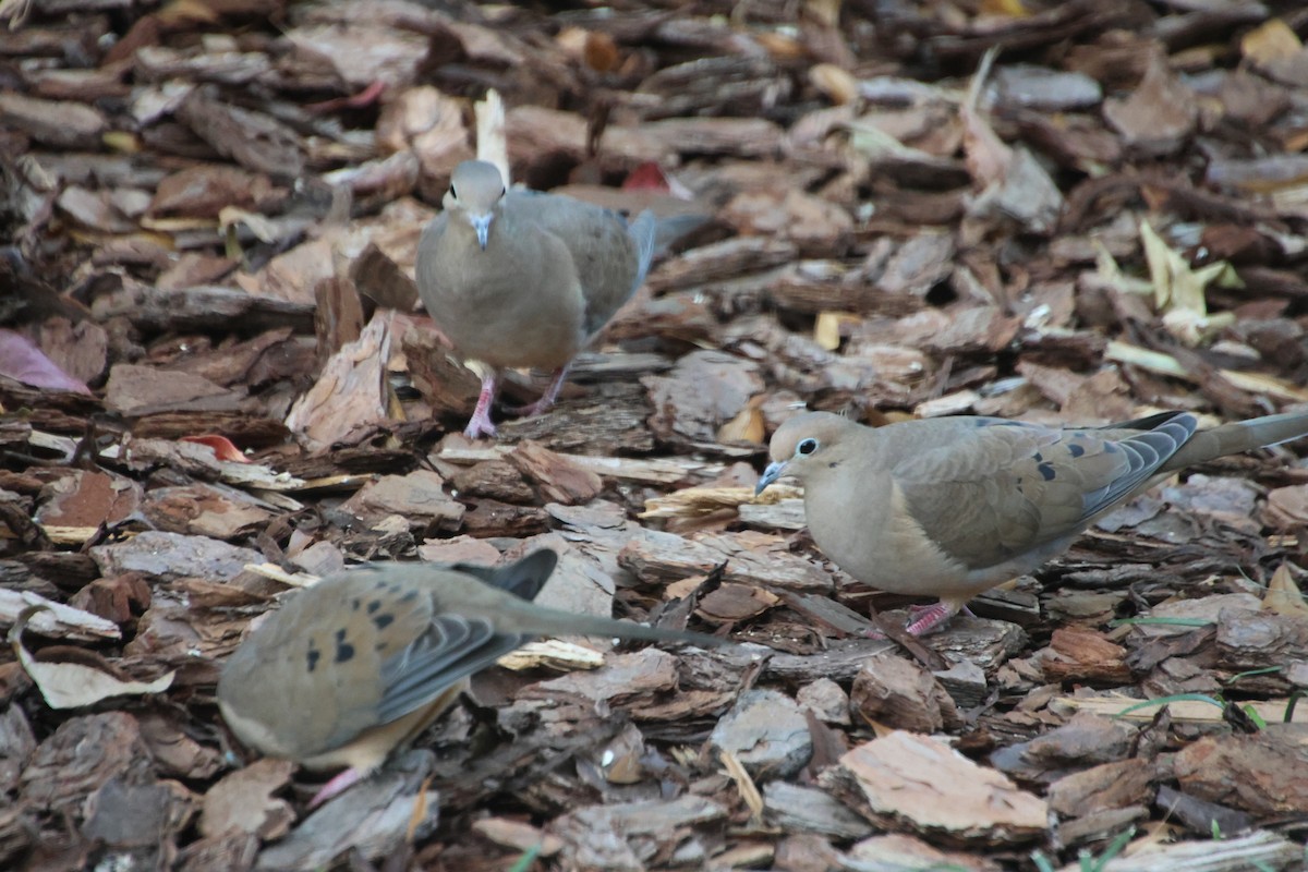 Mourning Dove - ML645296640