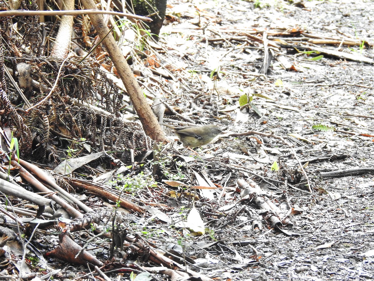 White-browed Scrubwren - ML645296643