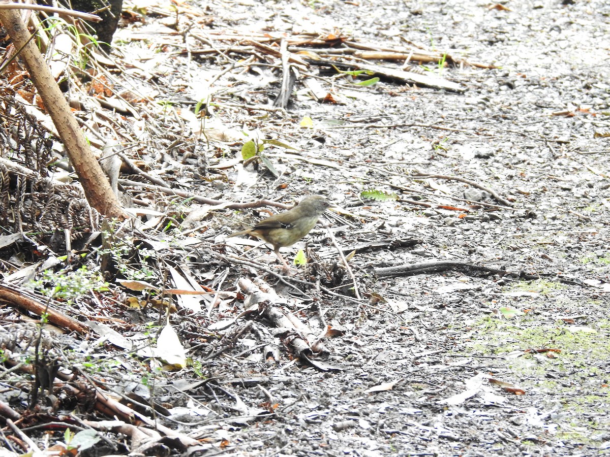 White-browed Scrubwren - ML645296644