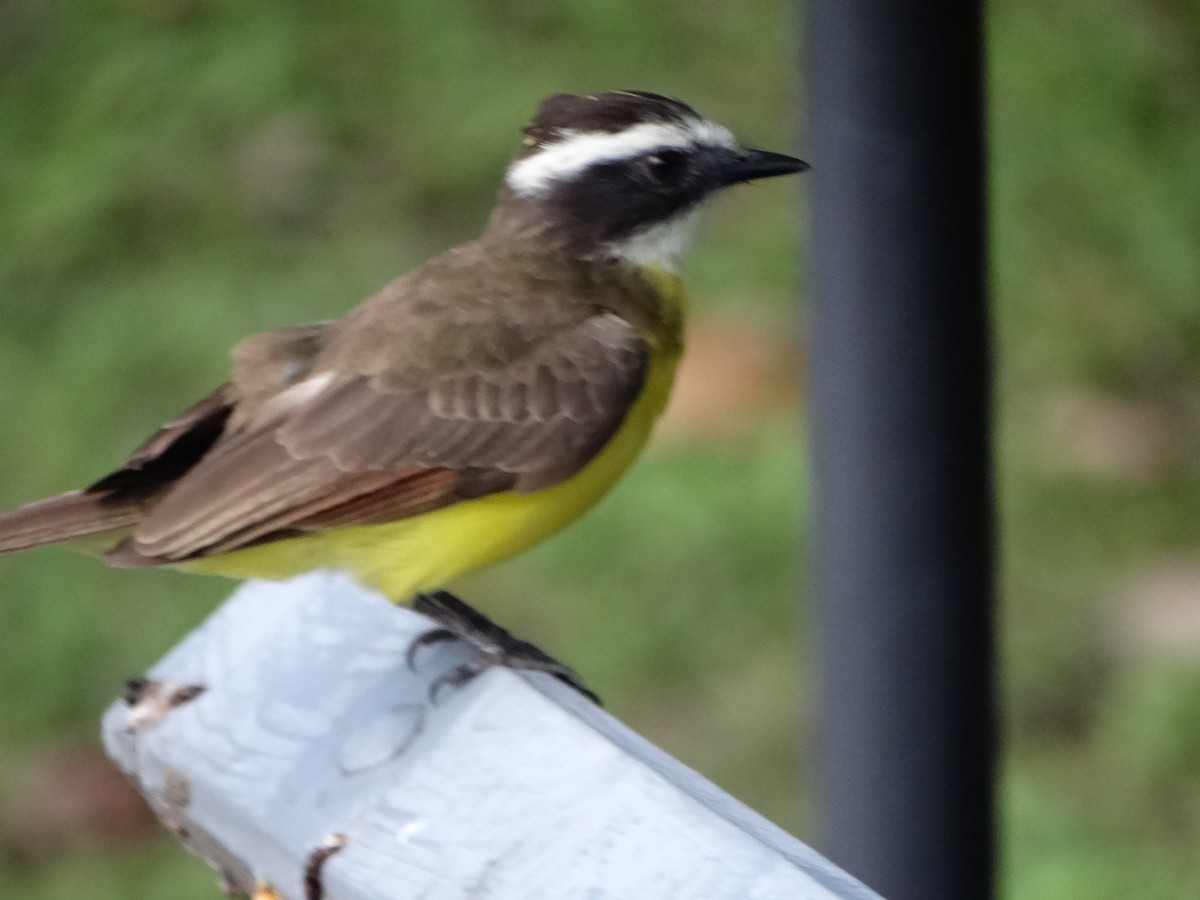 Sosyal Tiran - ML645296645