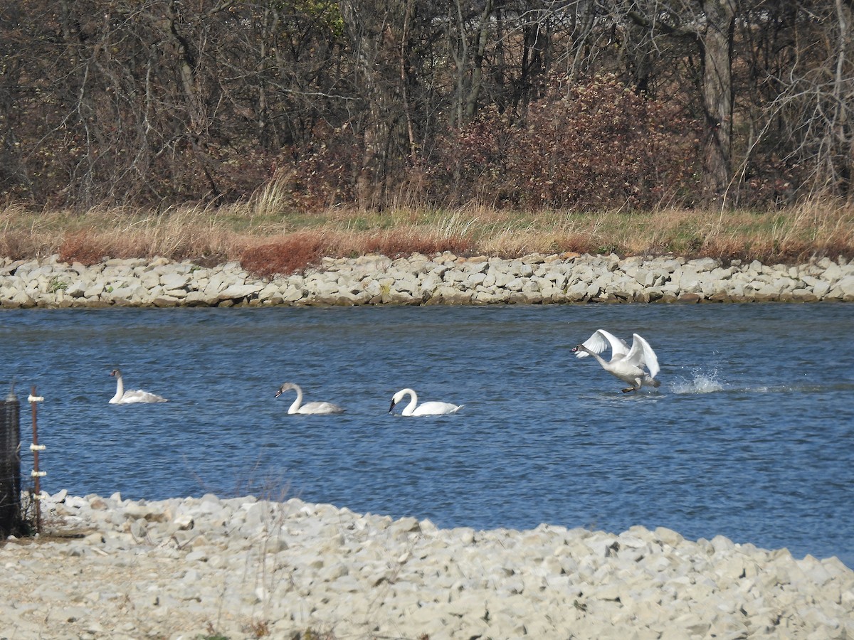 eBird Checklist - 15 Nov 2025 - Cane Ridge WMA - 26 species